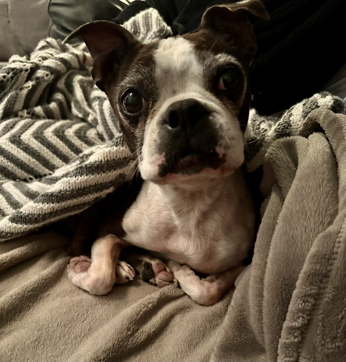 Nancy Toso tweet media