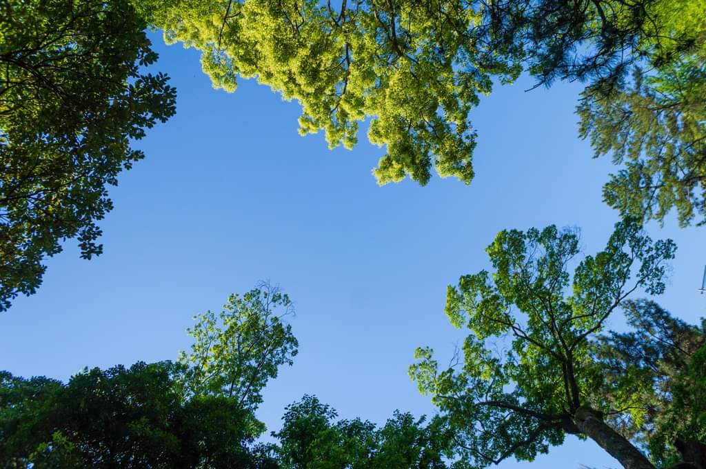 青空
#sky
#bluesky
#nature
#NatureBeauty 
#NaturePhotography 
#olddigitalcamera
#nex
#ファインダー越しの私の世界 
#写真が好きな人と繋がりたい 
#キリトリセカイ
#青空