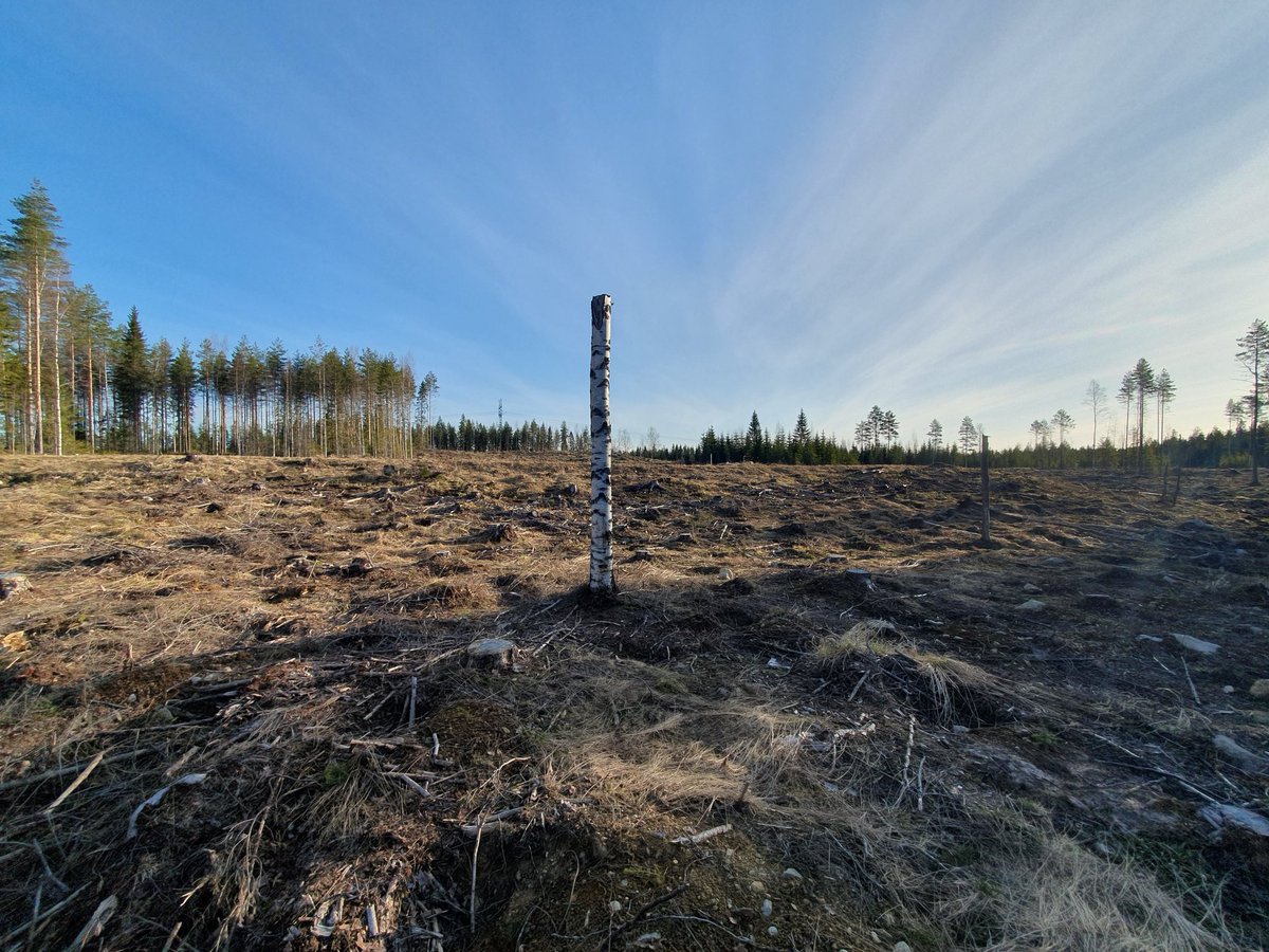 Lahopuupökkelö säästetty, kyllä hömötiainen kiittelee. #luontokato