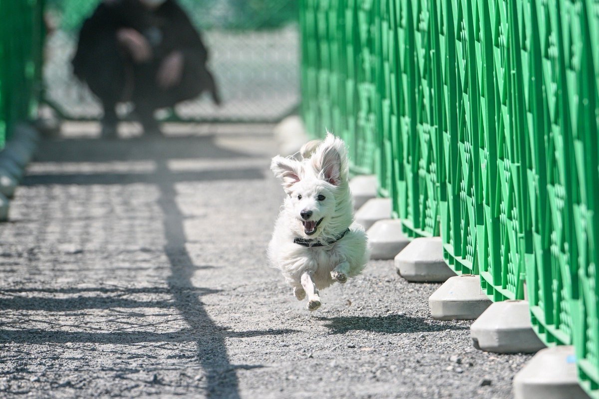 90iPo1uyVXlGyz9's tweet photo. 先日行ったパートナーズドッグカーニバルで撮っていただきました、飛行犬🐶耳全力で羽ばたいててうちの子可愛すぎ問題…😇
#studiofuntas
#パートナーズドッグカーニバル
#ミックス犬 https://t.co/FNWIdbJzZv
