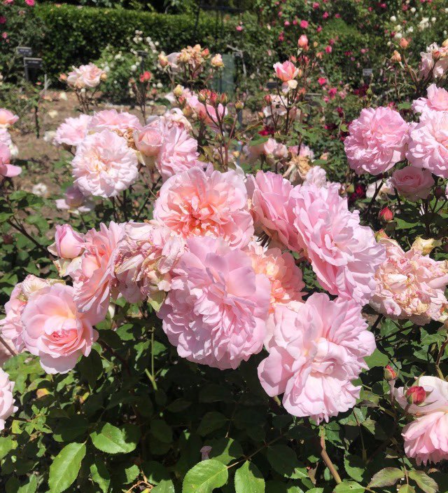 Pink Tea Roses 🩷

Everyone has inside them a piece of good news.- Thomas