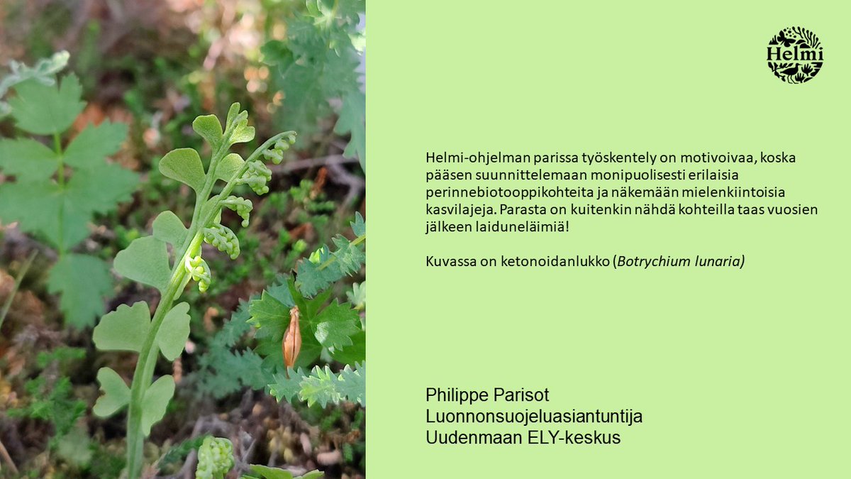 #HelmiOhjelma #Helmi