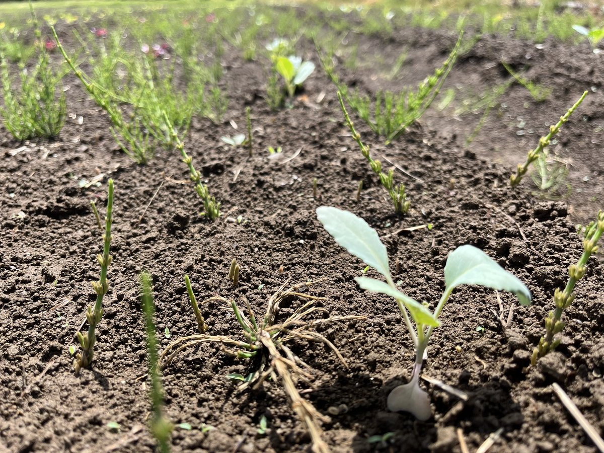 少し前に種蒔きしたり、苗を植えたところが少しずつ大きくなっています。
見るたびに芽が出ていたり、大きくなっているとホッとしますね😌
とりあえず一安心☺️