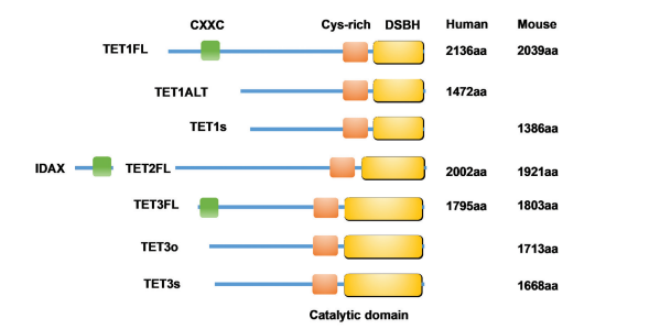 Cancer_Whioce's tweet photo. Welcome to read this article from Cancer Plus. 🤗
The Dual Characteristics of Ten-eleven Translocation 1 in Cancer
#DNA #methylation abnormalities in #tumors often manifest as an increase or decrease of 5-#methylcytosine .

See more detail at: 👇👇
https://t.co/JuBBEA2t0X https://t.co/1ZlxucmQXR