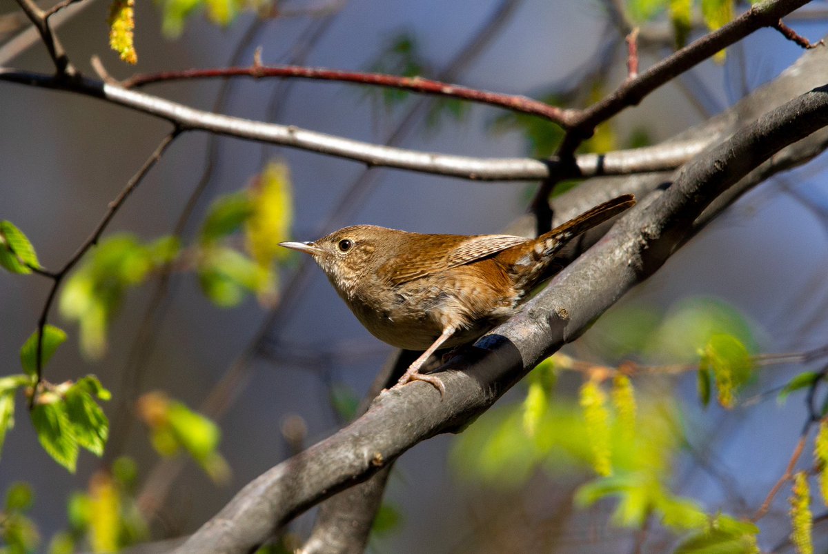 mbueckert's tweet photo. House Wren #birdsofquebec #quebecoiseaux https://t.co/p6eM4H0oKD https://t.co/m7wJPklL5U
