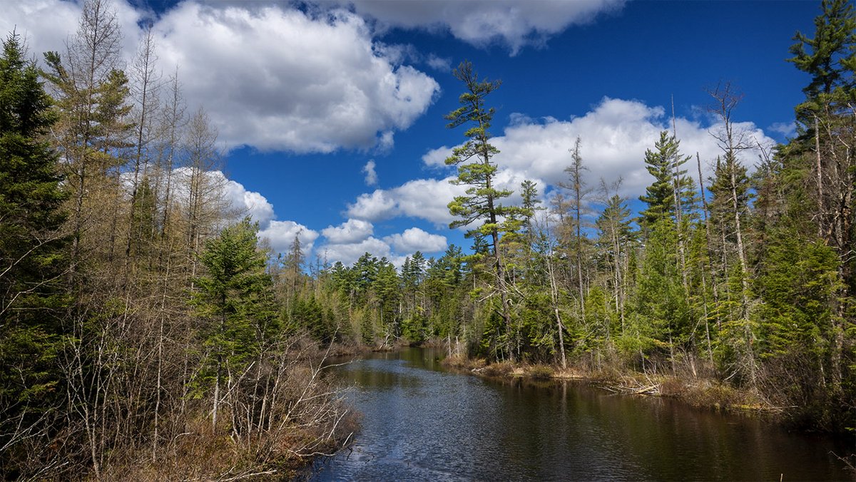 WildAdks's tweet photo. Wetlands along the Osgood River, Franklin County, NY (6 May 2023). https://t.co/oqtSGau9b8
#AdirondackWetlands #wetlands #springwatchadirondacks #springwatchADK #OsgoodRiver #EasternWhitePine #Tamaracks https://t.co/5qXcod1dfe