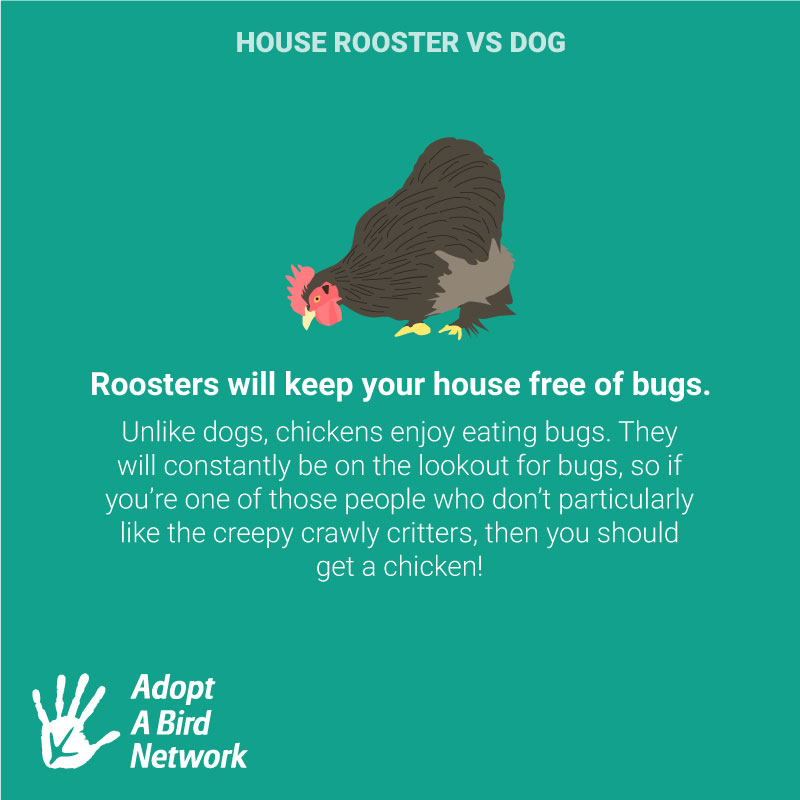 _adoptabird's tweet photo. #houserooster #chickens #pets https://t.co/8BX2kNiXdb