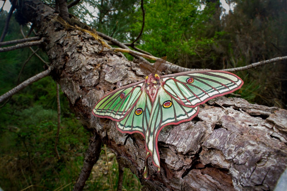 iberiantaxonomy's tweet photo. ¿La nombramos Reina de los pinares? Yo creo que si no? https://t.co/qIP5hw2qhB