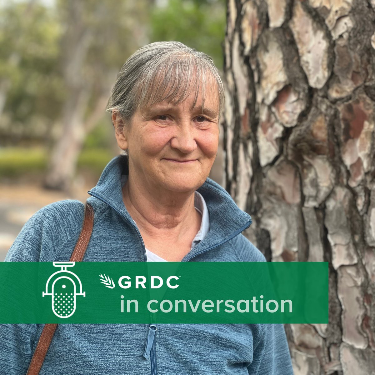 🎙️ NEW PODCAST 'GRDC in Conversation' with Dr Ann McNeill, a soil scientist who started life in the UK, spent time in Syria working in dryland agriculture & landed in Oz where she’s worked with farmers to help improve their crops. With @Olilelievre ▶️ bit.ly/3pd79Cp