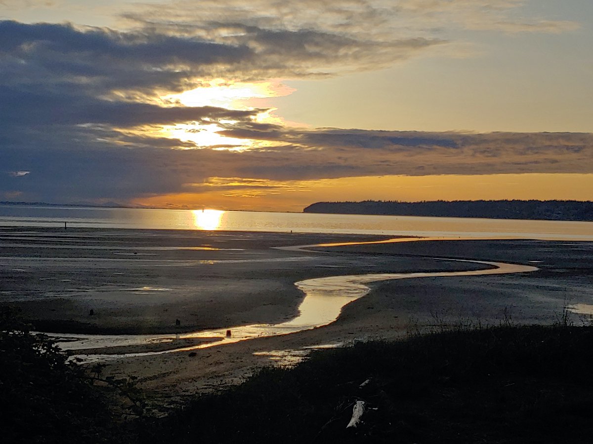 Salish Sea Orca back scratcher tweet media
