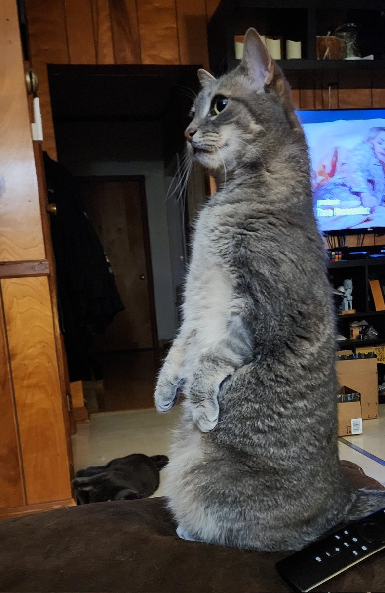 likeidreamof28's tweet photo. I have no idea what she saw but this pose is amazing #cats #kitty #CatsOfTwitter #CatStanding https://t.co/X6Gdsmv6TQ