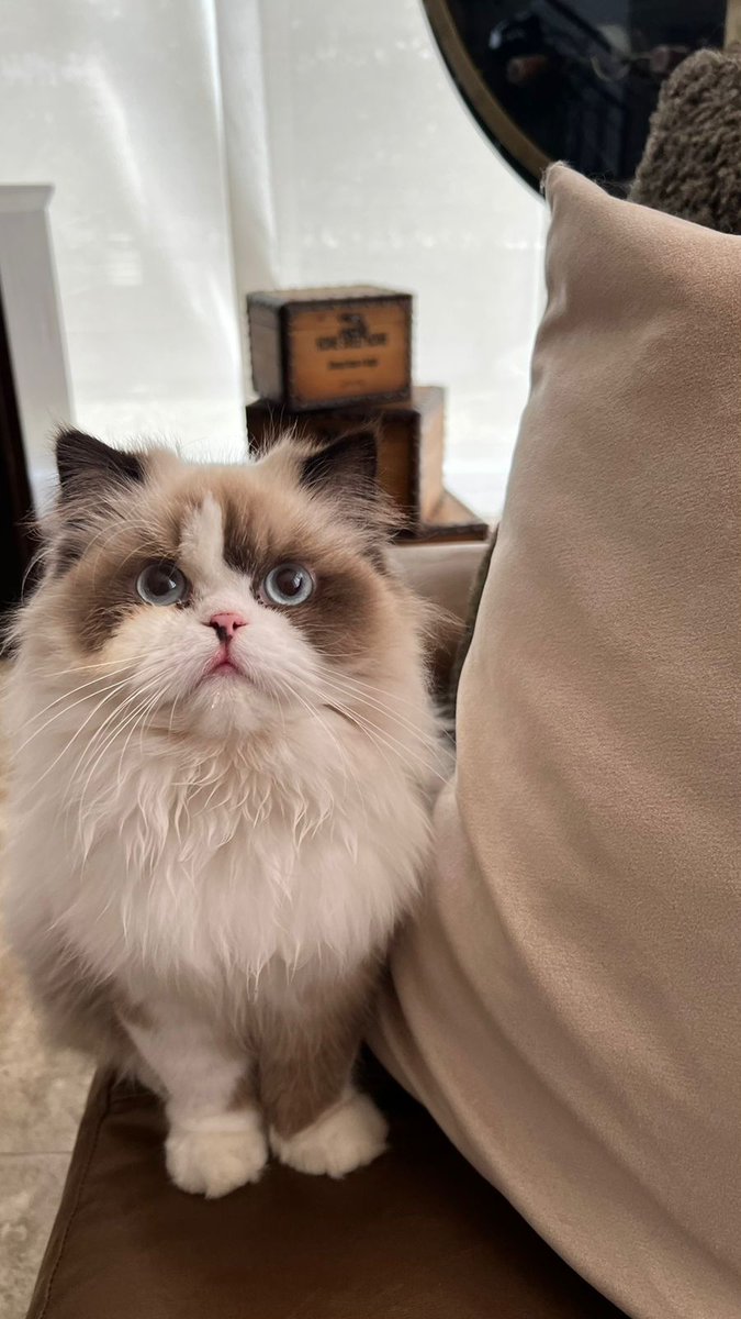 AlejaWW✨🦖 tweet media