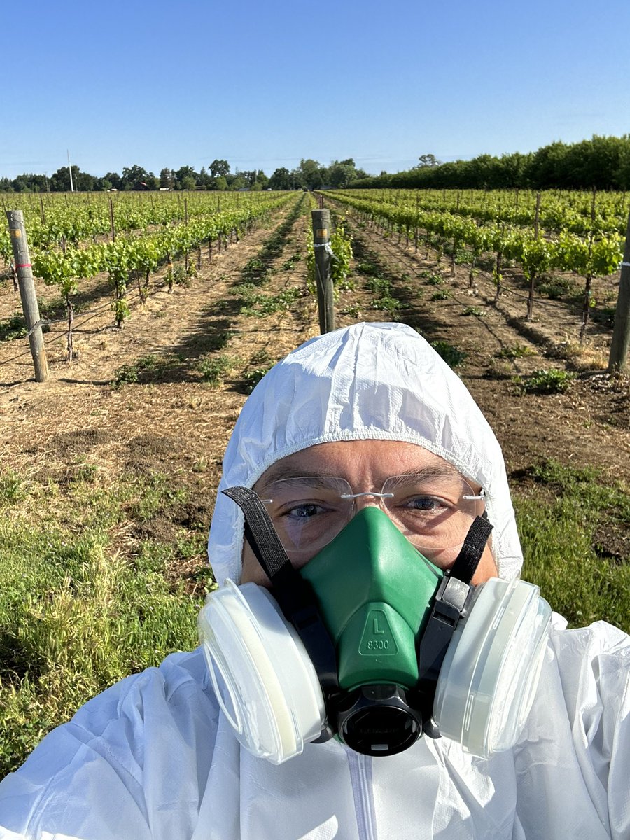 After the rain the treatments went on for the Powdery Mildew trial. Just 56 treatments … that’s all