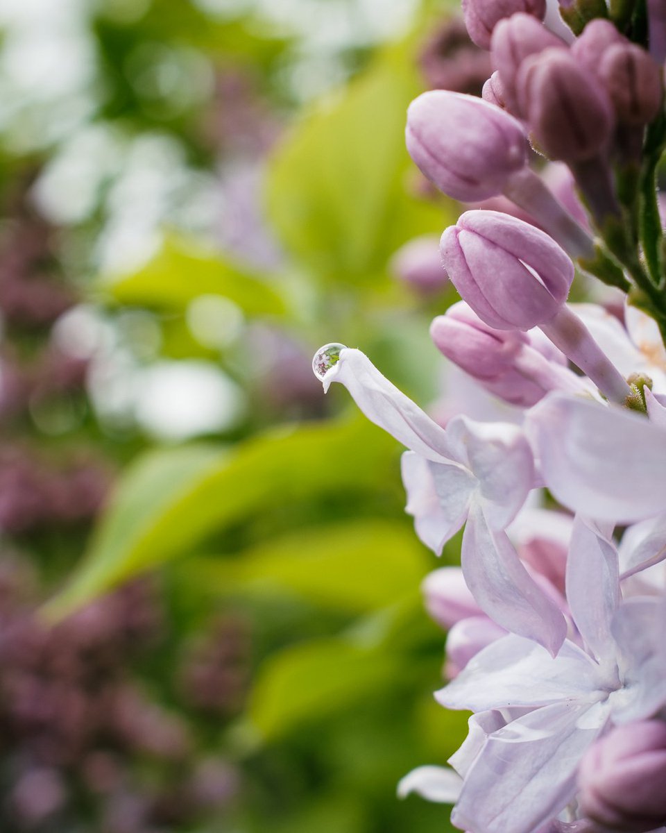 DanAllen_Photo's tweet photo. Getting ready for the Rochester Lilac Festival.

#RochesterNY #visitroc #thisisroc #lilacs #rochesterlilacfestival
#x100v #fujifilmx100v https://t.co/3wlQqm12aI