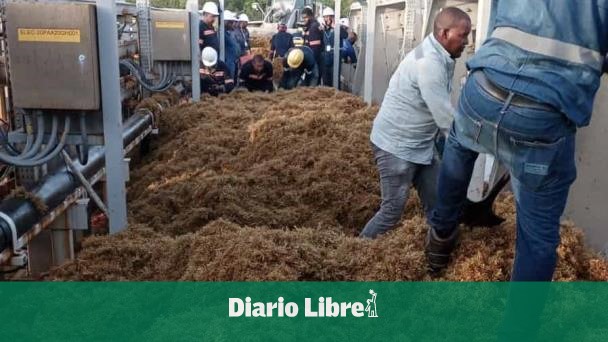 DiarioLibre's tweet photo. ⚡️|#EnergíaDL| Vuelve a operar Unidad 2 de Punta Catalina tras invasión de sargazo

🔗https://t.co/eGizMkJ5ha

#DiarioLibre #PuntaCatalina #Sargazo #Unidad2 https://t.co/BLoP6ZjpX5