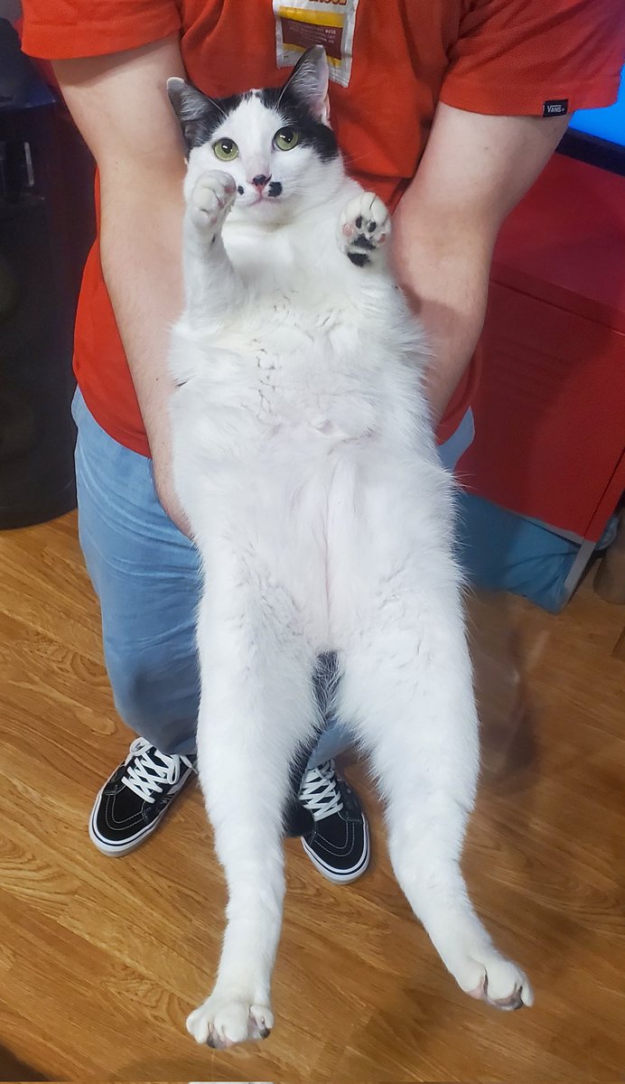 ZeldaObvi's tweet photo. @catwheezie Here's one of mine she's really weird and her name is Moogle https://t.co/mjmsHWWUtm