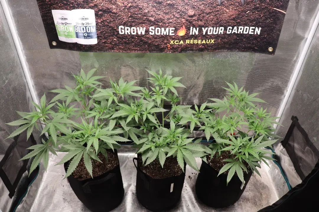 #repost from @xcareseaux

UF2000, 100W &amp; Upgrade driver
🌱$45.99 in amazon.com/unitfarm🌱
🌱CS$59.99 in amazon.ca/unitfarm🌱

#ledgrow #ledgrown #ledgrowlights #ledgrowlight #ledplantlight #ledgrowlightbar #lm301h #growlights #growlight #growlighting #spacesaver