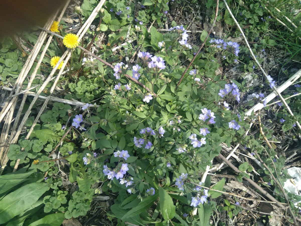 BobbyJoe1974's tweet photo. Spring native flower blooms in my yard today. #NativePlants #SupportPollinators https://t.co/UEtjvZaggK
