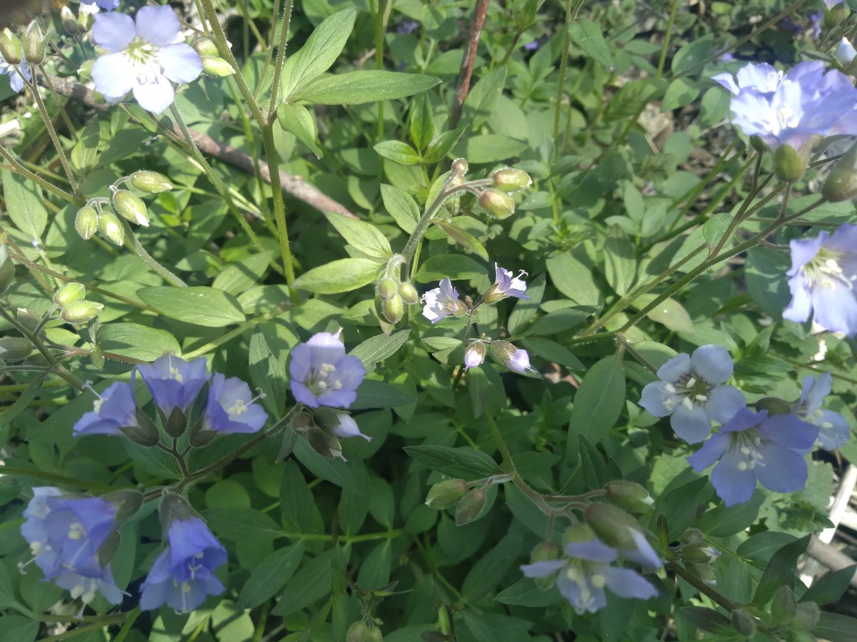 BobbyJoe1974's tweet photo. Spring native flower blooms in my yard today. #NativePlants #SupportPollinators https://t.co/UEtjvZaggK