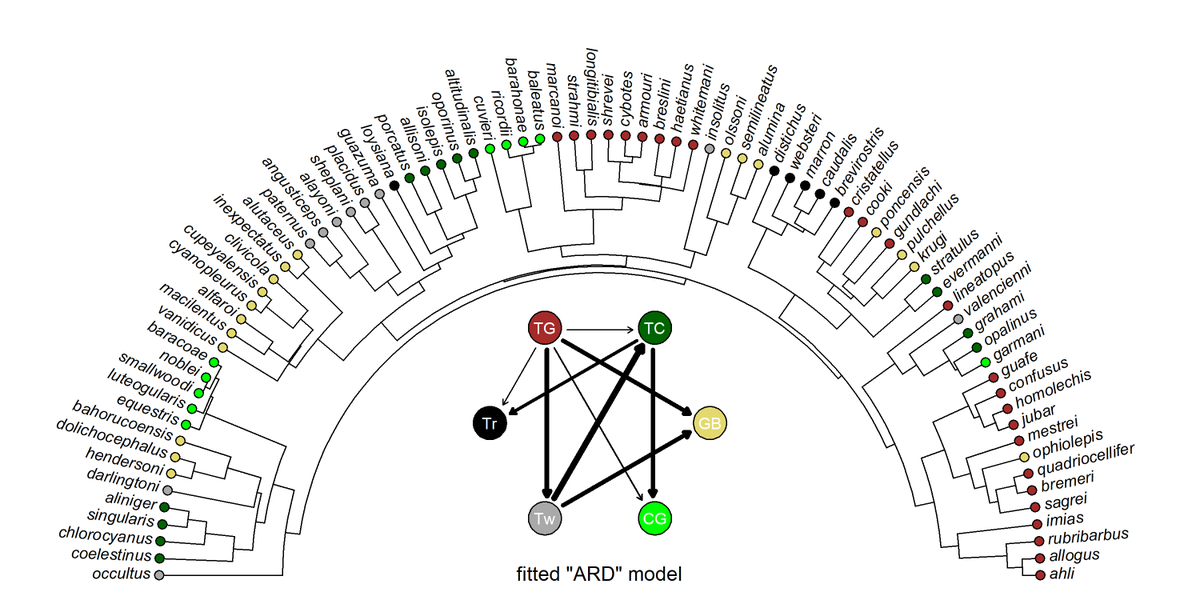 phytools_liam's tweet photo. "Arc" style phylogeny plotting in #Rstats #phytools, along with some examples of how it can be used: https://t.co/RdRzlxAHH7. https://t.co/qcD97PXIQi
