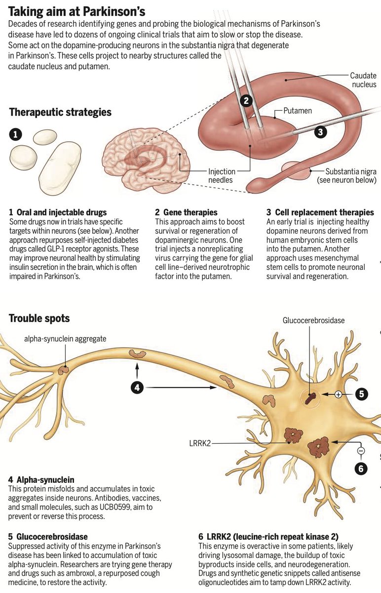 linares's tweet photo. PD is the second most common neurodegenerative disease after AD. It affects many, including those who research it. Thanks Dr. Greenamyre for sharing your story and contributing to our understanding of the genetic and environmental factors driving PD 

https://t.co/gZ5v2GkObx https://t.co/NzwQeqxzYc