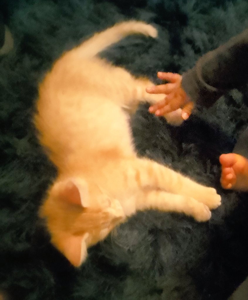 ElBookDelGato's tweet photo. #CatsOfTwitter 😻🤍
#CatsofTwittter 🩶😽
#CatsOnTwitter 🩵😹 https://t.co/zgEFI9pAiQ