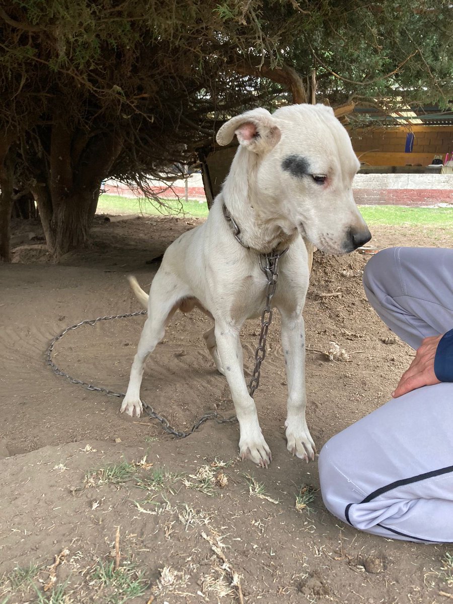 Alina_Gag's tweet photo. Comparto texto y fotos de Belen (info al 55 6498 6564)

🆘🆘🆘 #URGE #HogarTemporal o mejor aún #HogarDefinitivo para este cachorrito 🥺 el dueño de este perrito comenta que como el perro supuestamente es sordo no le sirve para a cuidar su propiedad… y que si no le encuentra https://t.co/oWcmXb6m5V