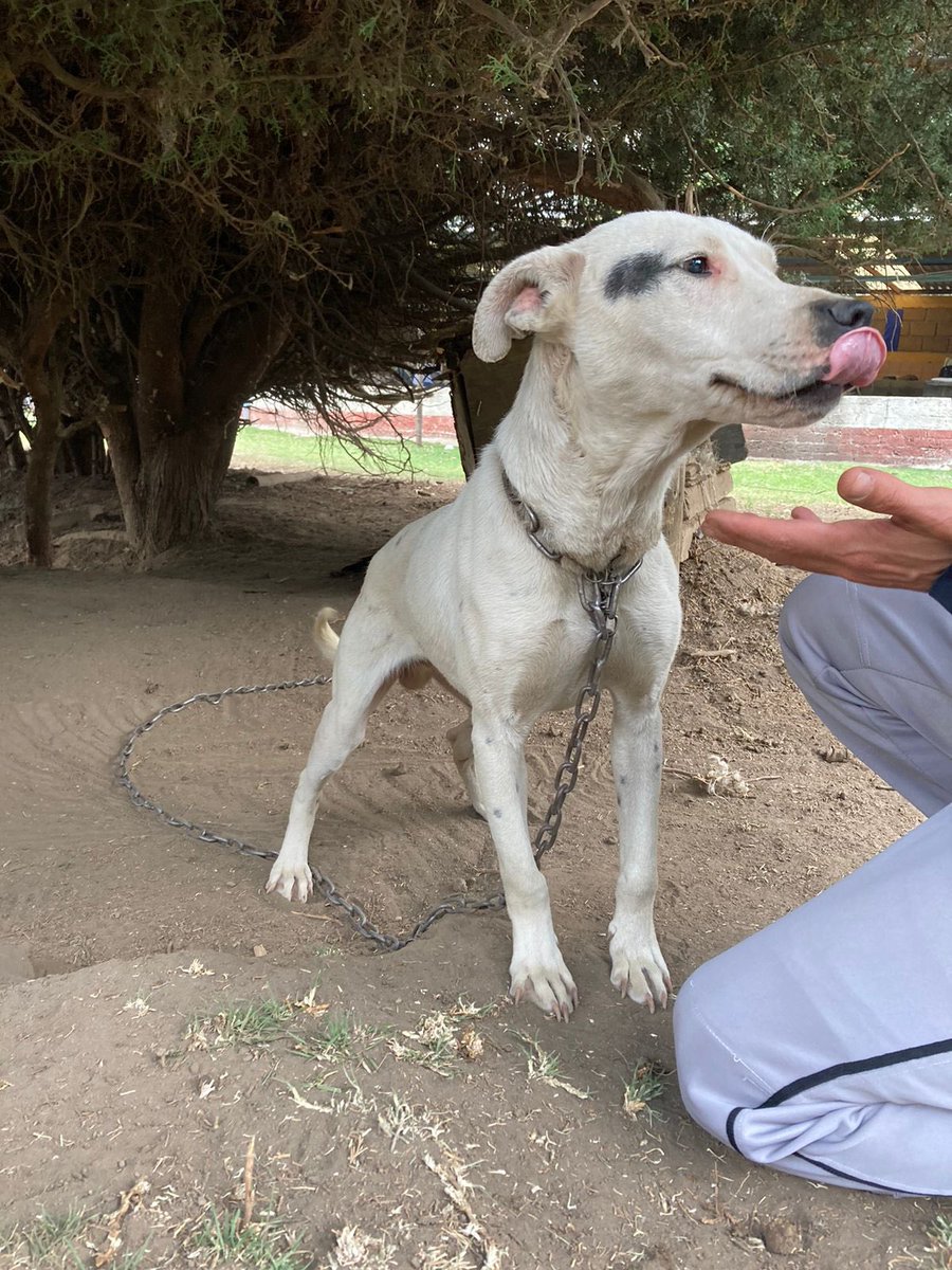 Alina_Gag's tweet photo. Comparto texto y fotos de Belen (info al 55 6498 6564)

🆘🆘🆘 #URGE #HogarTemporal o mejor aún #HogarDefinitivo para este cachorrito 🥺 el dueño de este perrito comenta que como el perro supuestamente es sordo no le sirve para a cuidar su propiedad… y que si no le encuentra https://t.co/oWcmXb6m5V