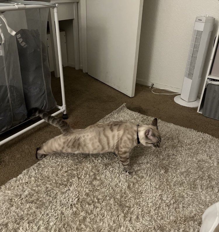 DontShowYourCat's tweet photo. lets see some pushups https://t.co/bBc1Cun1pi
