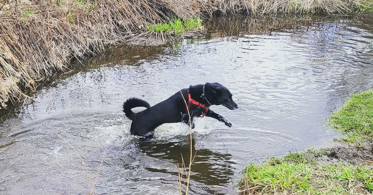 A nice trail run this reset the body and brain after the written portion of my comprehensive exam. Pup loved it. #phdvoice
