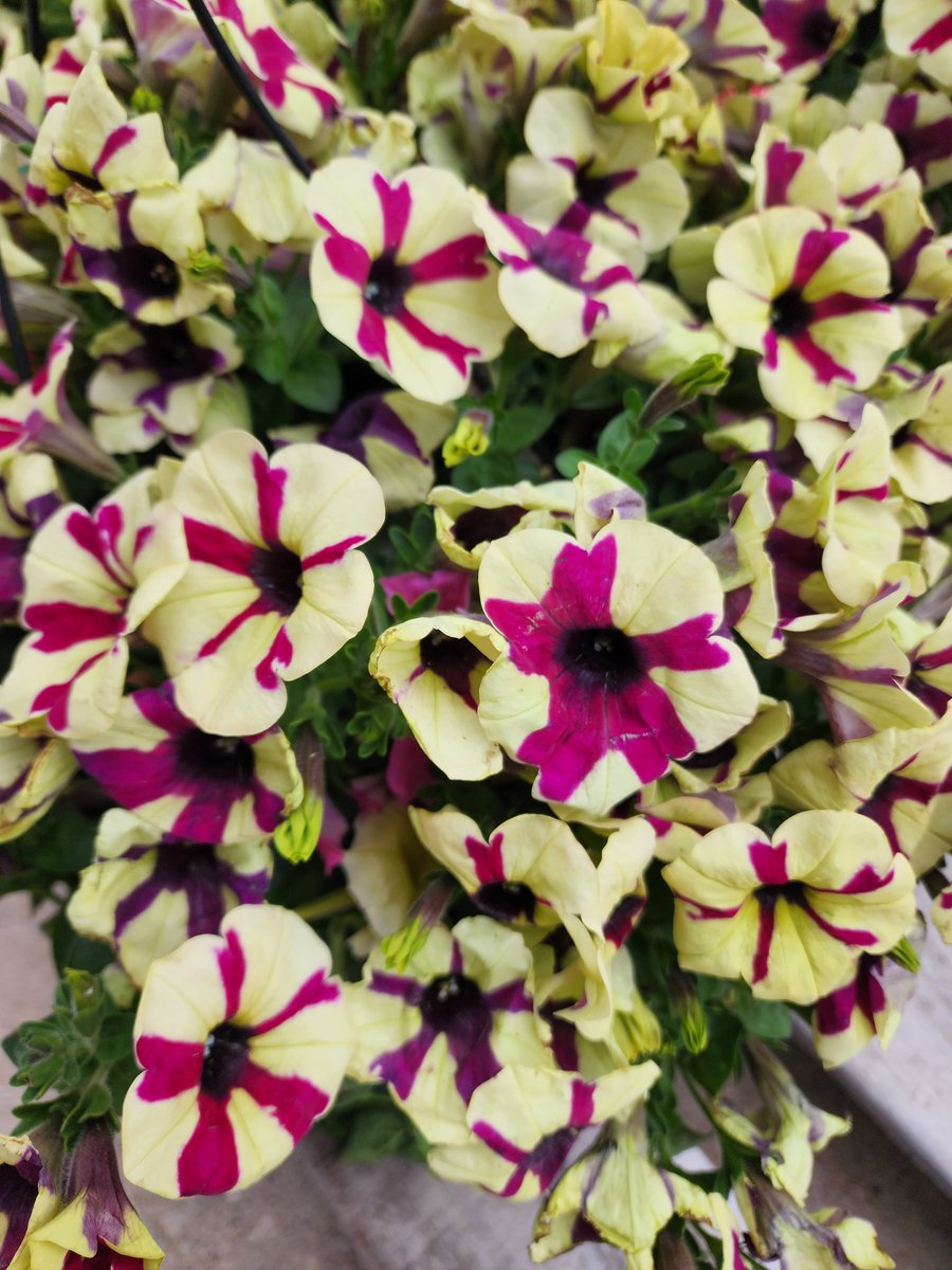 Edd the florist...since 1956