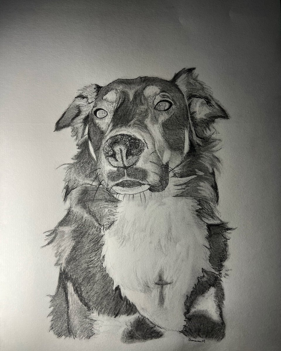 First commission is done!! Had a fun time drawing this beautiful pup. 

If anyone else would like a drawing of any kind (animal/people portrait, tattoo design, etc) just reach out and we can talk!!
