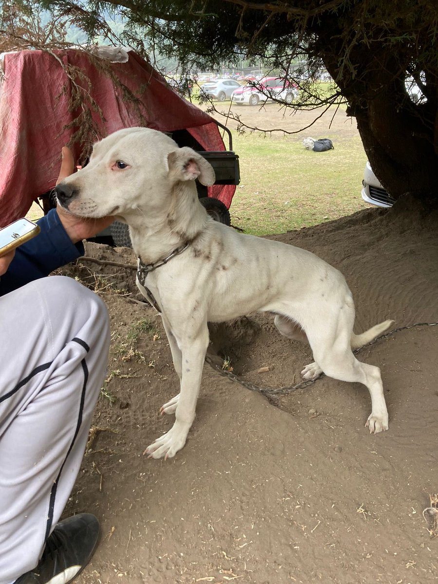 Unámonos para salvar a este perrito #AyudemosASeguirAyudando