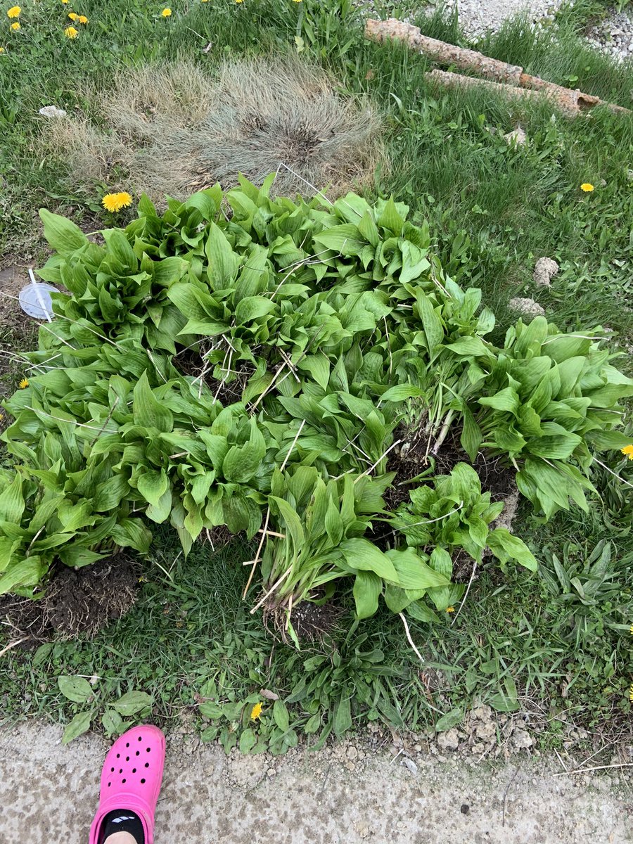 ZenRelationship's tweet image. Spent the weekend celebrating 7 years of marriage. 

Gardening
Dreaming together
Getting spoiled by special humans in our life 
And appreciating each other

💕✨🥂