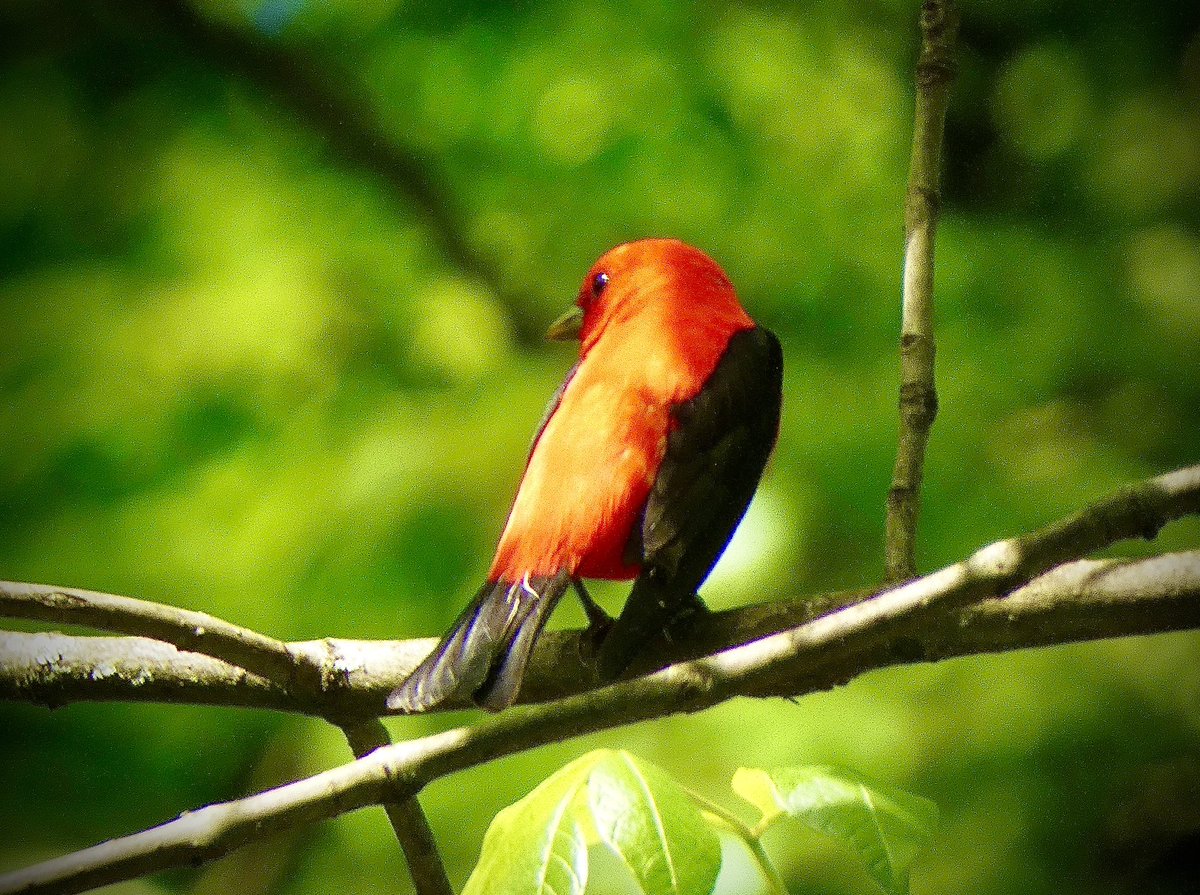 So amazing to see the beautiful Scarlet tanager <a href="/CentralParkNYC/">Central Park</a> north woods today! A very birdy day! <a href="/BirdCentralPark/">Manhattan Bird Alert</a> #birdcpp #NaturePhotography #birdphotography
