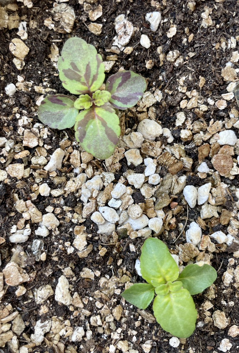 AamirIlyas_'s tweet image. The magic is happening! The leaves of the #Coleus plant are undergoing a fascinating color transformation. I can&apos;t wait for them to reach full maturity and bring vibrant hues to my surroundings. Stay tuned for a spectacular display of nature&apos;s palette!
#GardeningTwitter…