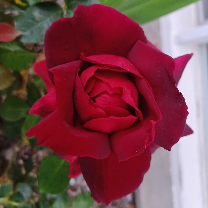 Writermagik's tweet photo. Pruning roses today. Sunny California. Just a few pictures. #rose #flowers 🌹😎💖 https://t.co/7j7SmJObGX