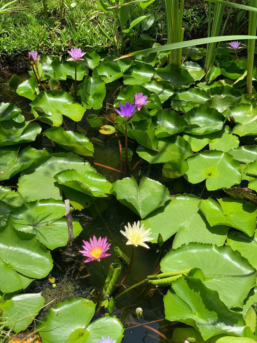 bacotsetan59's tweet image. #Laos Luang Prabang
#lastyear #missingtime #2022