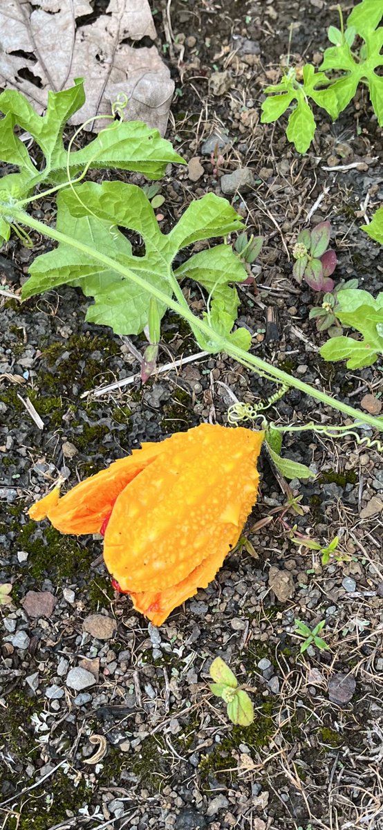 0328Sayamau's tweet photo. コレなんだ⁈家の裏で見つけたコレは何だ⁈花なのか？実なのか？ちょっと怖い感じ😨 https://t.co/zVXl1zPGe6