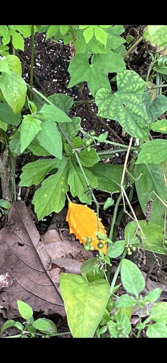 0328Sayamau's tweet photo. コレなんだ⁈家の裏で見つけたコレは何だ⁈花なのか？実なのか？ちょっと怖い感じ😨 https://t.co/zVXl1zPGe6