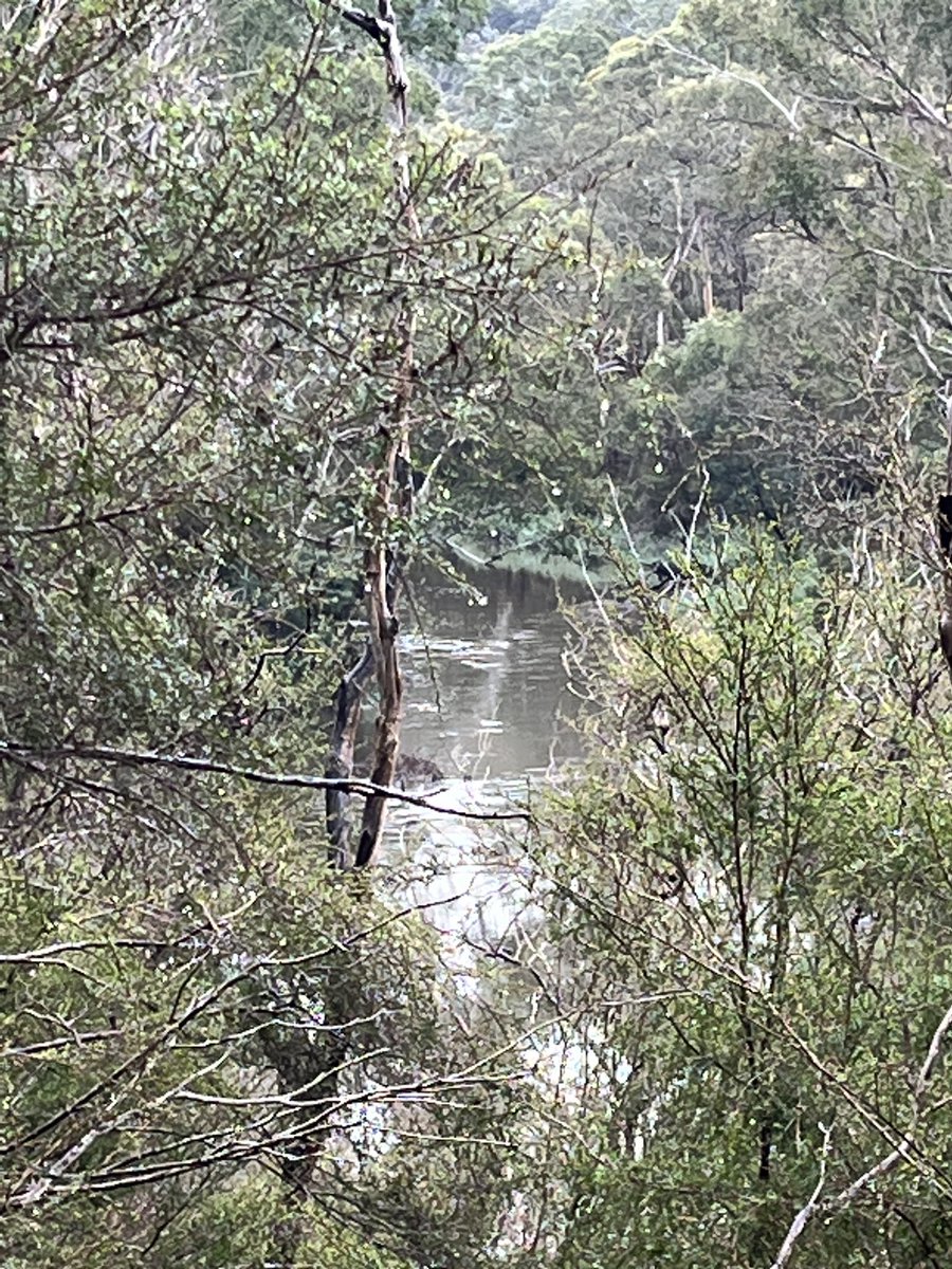 Out and about at my favourite spot on the #Yarra #Birrarung with <a href="/Gaskers09Sarah/">Sarah Gaskill</a> for a chat on river health and the work so many are doing to care for this liv big entities. The rain has made this area even more beautiful. What a way to start the week!