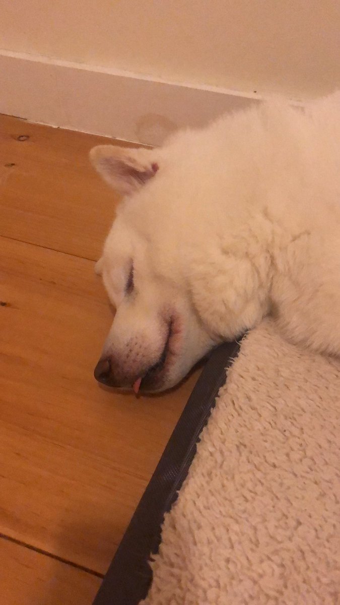 Too hot for this furbaby