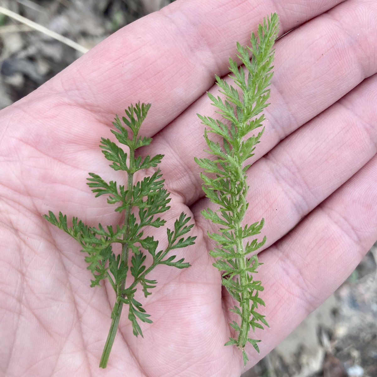 Two wild and weedy plants often mistaken for each other due to similar leaves and clustered white flowers on tall stems. 

Left: Queen Anne’s Lace (wild carrot)

Right: Yarrow

#edibleplants #wildedibles #plantidentification #foraging #wildharvesting #wildcrafting