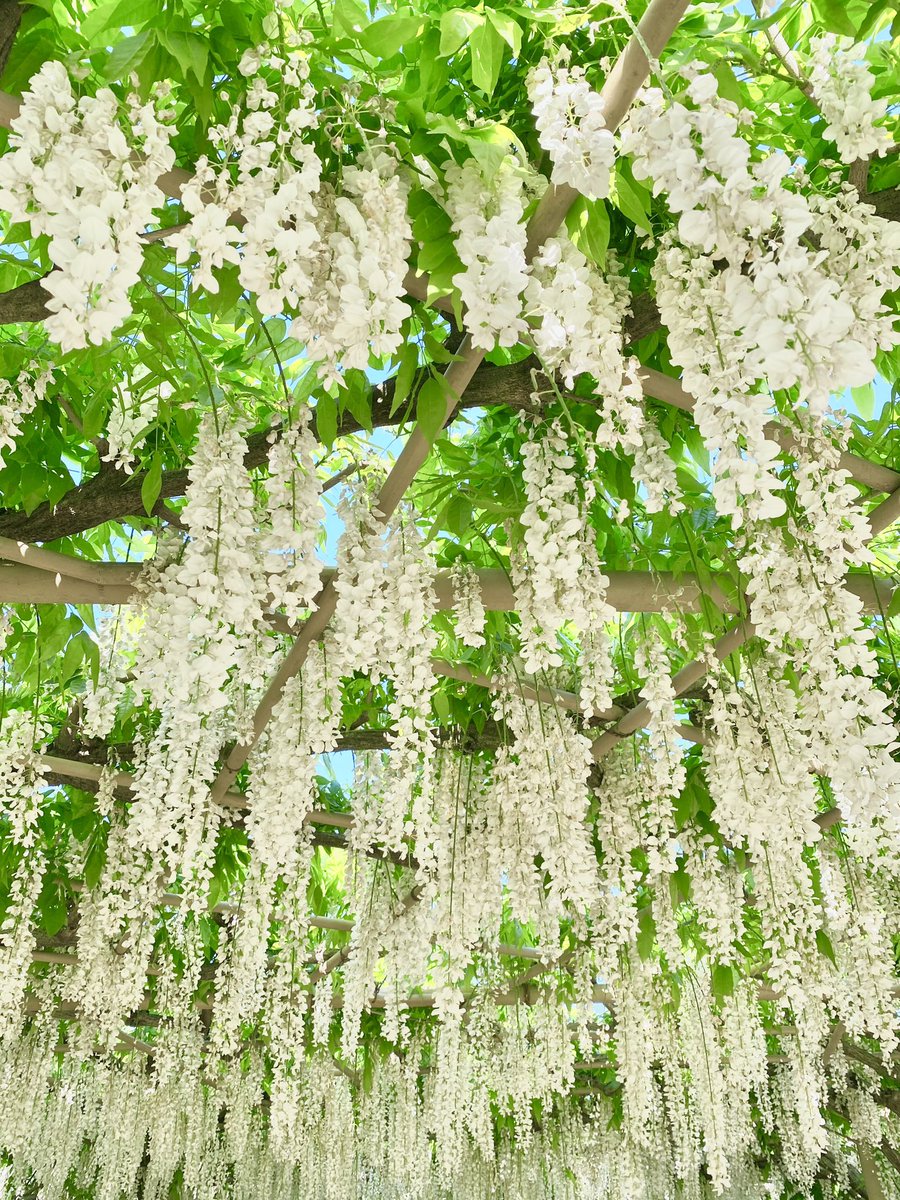 au_moves's tweet photo. こんにちは☀
本日はGW明け、久しぶりの出勤の方も多いのではないでしょうか🗓🍃
ムブ子もそのひとりです| ˙꒳​˙)ﾁﾗﾘ

中の人は、GWに藤を観に行ってきました⸜(*ˊᵕˋ*)⸝📸
みなさんGWはどのようにお過ごしでしたか〜？ https://t.co/eoAVJ9CjPA