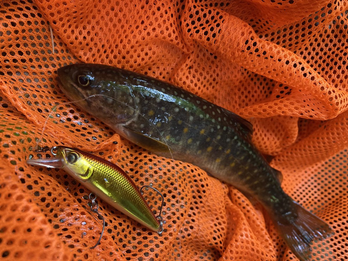 sagaminotsurisi's tweet image. 丹沢源流域の流れに押され深い釜底に届かないミノーから不慣れなスプーンで狙う、YARIE first order4.5gを滝の白泡側の反転流に着水、ボトムまでフリーフォールさせ送り込んみシェイクさせヒットした。薄暗いエリアでは赤金のYARIE access50が活躍。
#YARIE #ヤリエ #fastorder #YARIEアクセス50