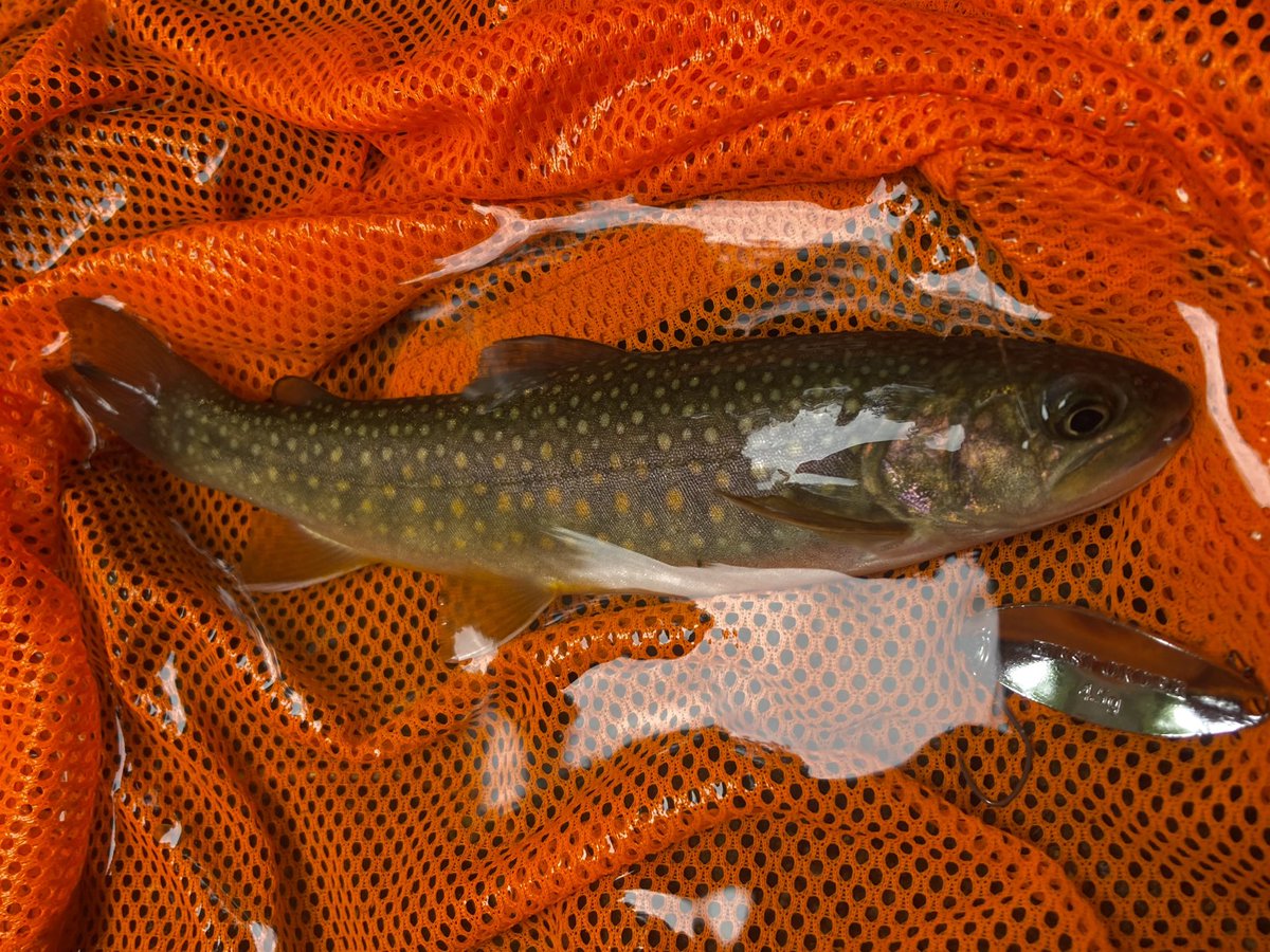 sagaminotsurisi's tweet image. 丹沢源流域の流れに押され深い釜底に届かないミノーから不慣れなスプーンで狙う、YARIE first order4.5gを滝の白泡側の反転流に着水、ボトムまでフリーフォールさせ送り込んみシェイクさせヒットした。薄暗いエリアでは赤金のYARIE access50が活躍。
#YARIE #ヤリエ #fastorder #YARIEアクセス50