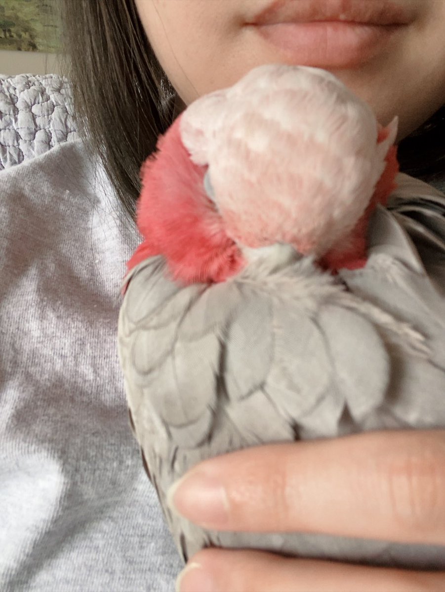 mints_momoiro's tweet photo. こんな風に寝るとりさんが家族じゃないわけがない☺️ #鳥だって家族 https://t.co/Goe2xDibBv