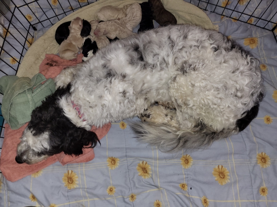 Doodles
petpost.ca/pets/dogs-pupp…