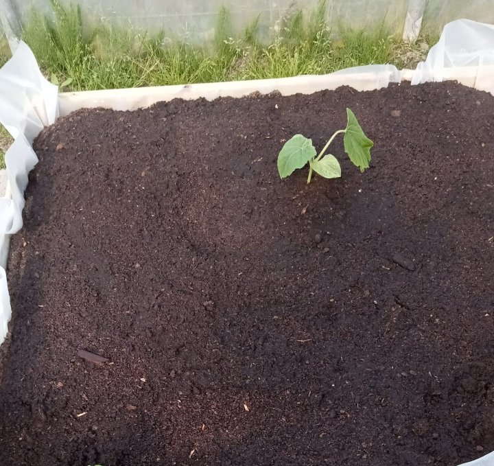 reerink's tweet photo. Zou het dit jaar wat worden? Ik ga voor de 160 kilo, en Jeroen voor de 200. (Vorig jaar 180 gehaald) 
#grotepompoen #pompoen voor foto's van die pompoen zie de grote pompoen kwekers op facebook. https://t.co/U7ddJ4hVBL