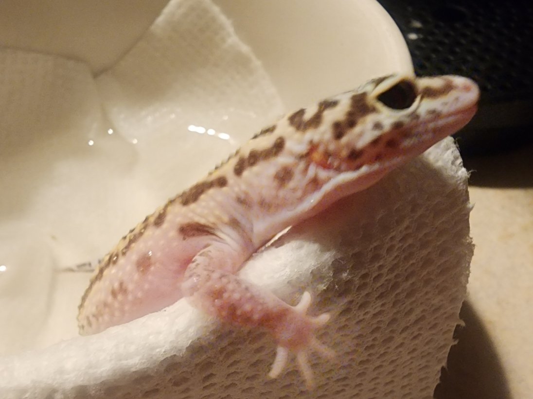 Bean Lefebvre tweet media